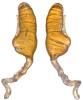 Bembidion sp.